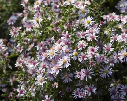 Picture of Calico Aster - Plant