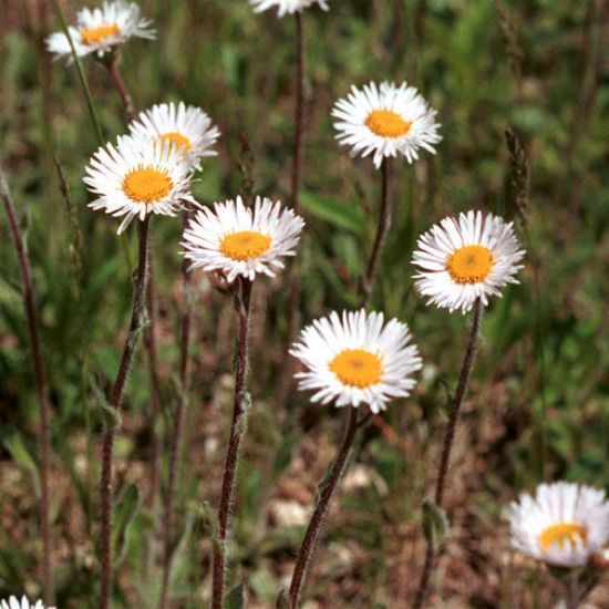 Picture of Robin's Fleabane - Plant