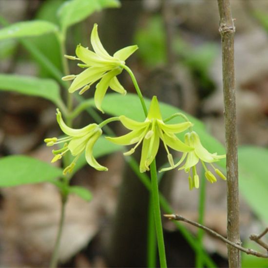 Picture of Bluebead Lily - Plant