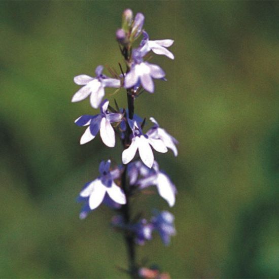 Picture of Pale Spiked Lobelia - Plant