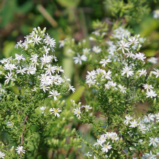 Picture of Calico Aster - Plant