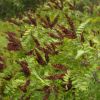 Picture of False Indigo - Seed