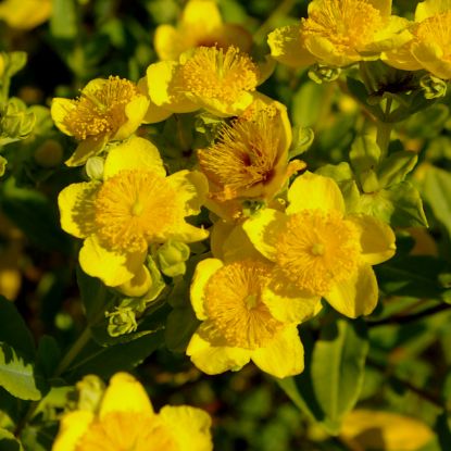 Picture of Shrubby St. John's Wort - Seed