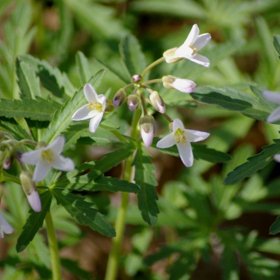 Picture of Toothwort - Plant