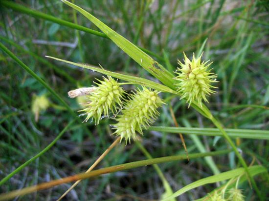 Picture of Porcupine Sedge - Plant