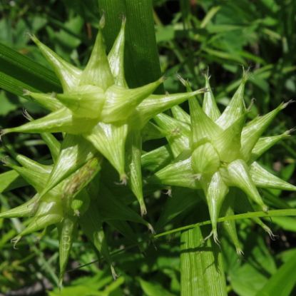 Picture of Gray's Sedge - Plant