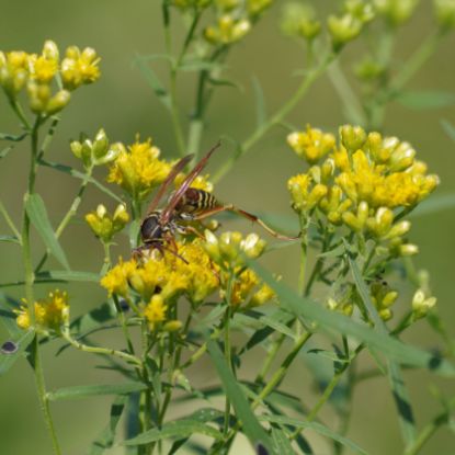 Picture of Grass-Leaved Goldenrod - Plant