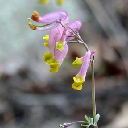 Picture of Pale Corydalis - Plant