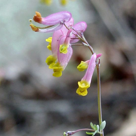 Picture of Pale Corydalis - Plant