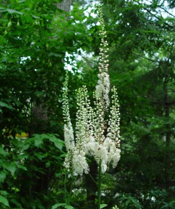 Picture of Black Cohosh - Plant
